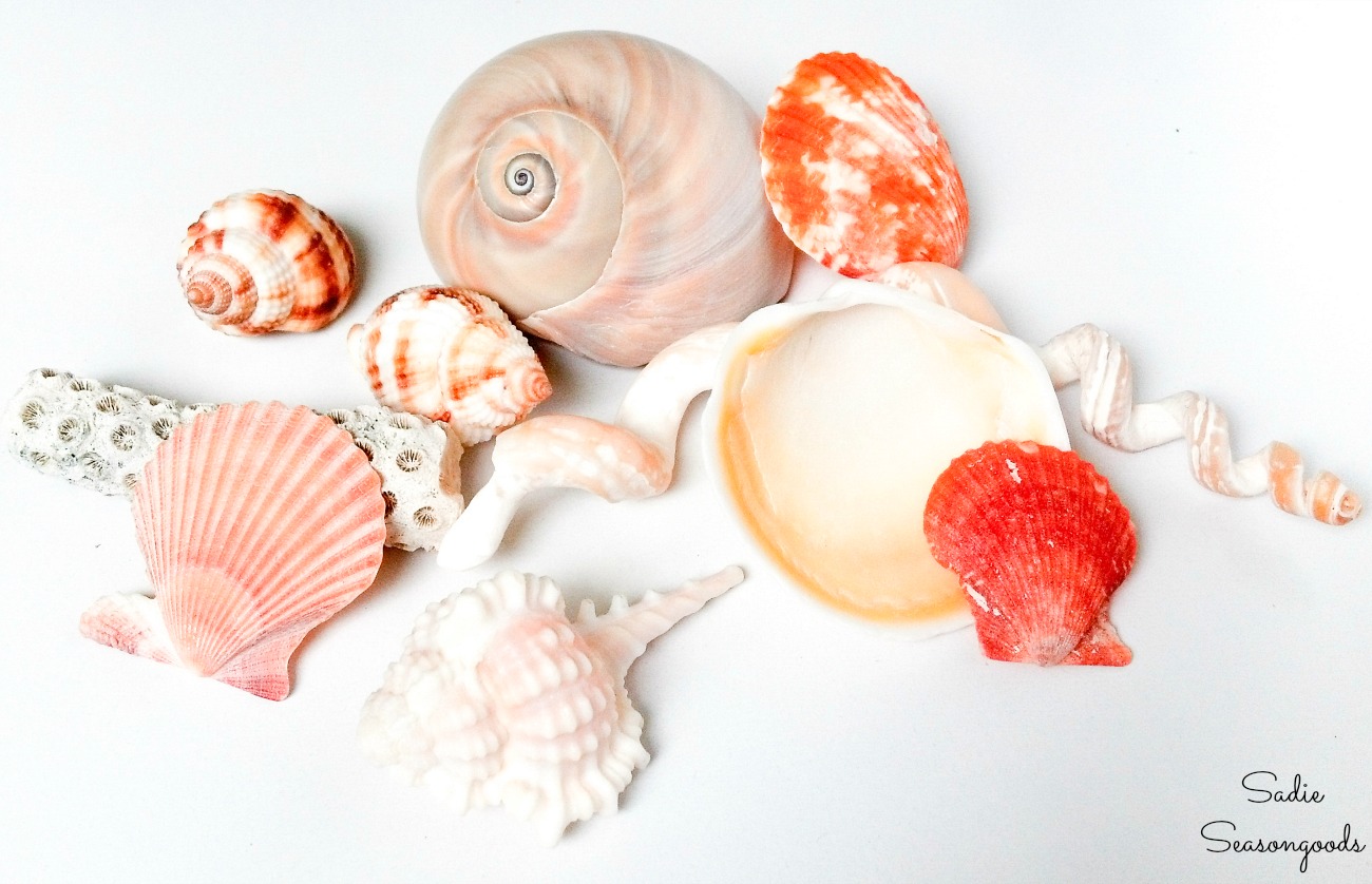 https://www.sadieseasongoods.com/wp-content/uploads/2014/05/Seashell-decor-to-go-in-the-beach-in-a-jar-as-ocean-decor.jpg