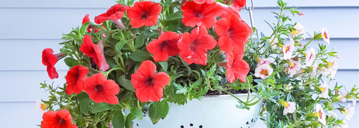 Enamel colander as a hanging porch planter