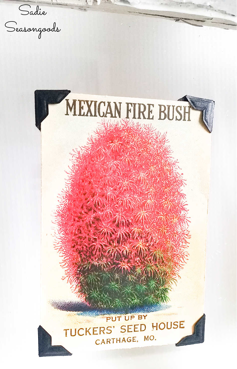 vintage seed packet art