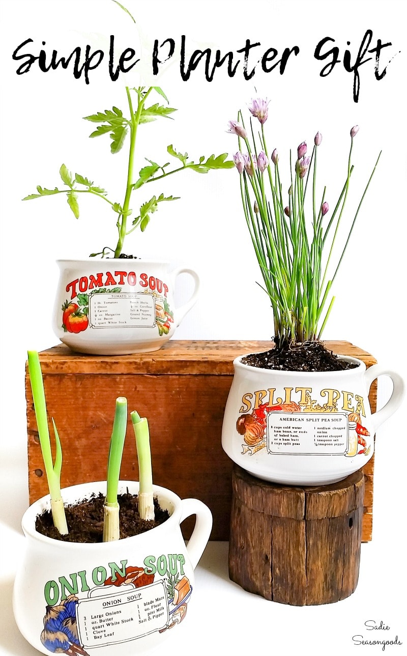 Kitchen herb planter in a soup mug