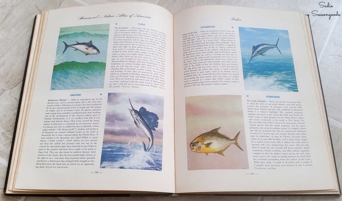 illustrations in a vintage nature book