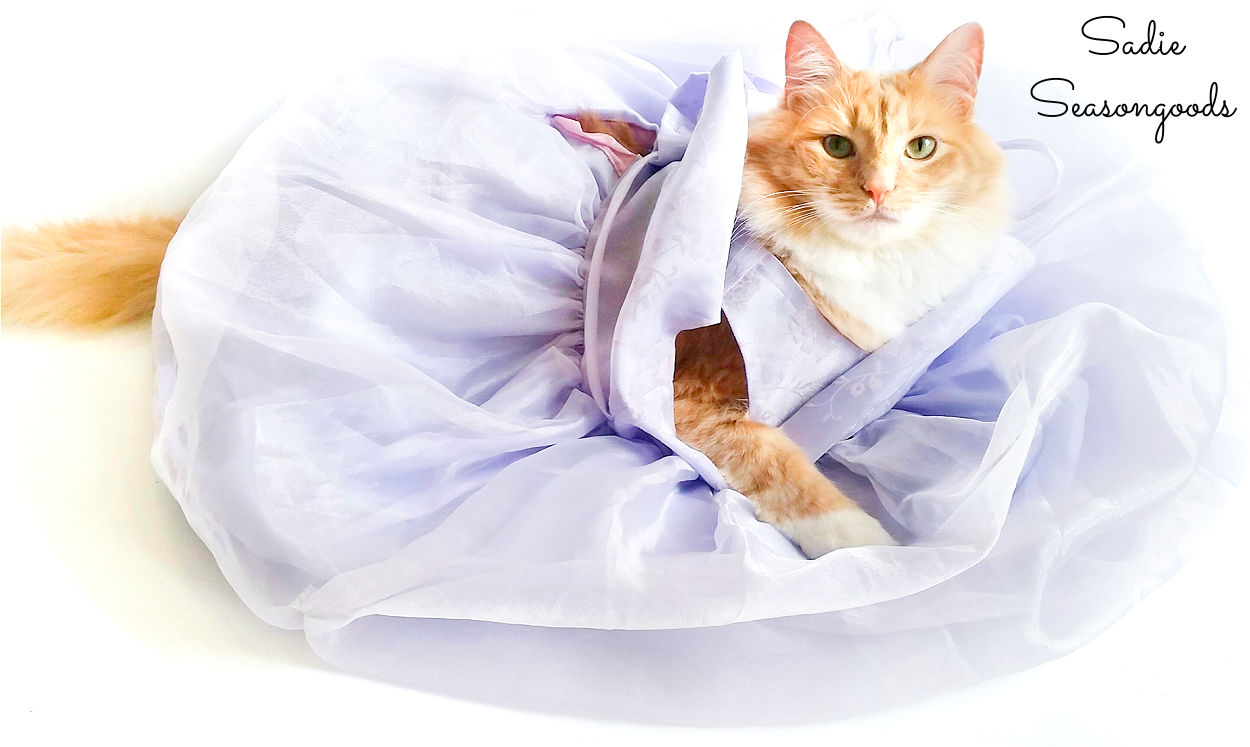cat in a dress