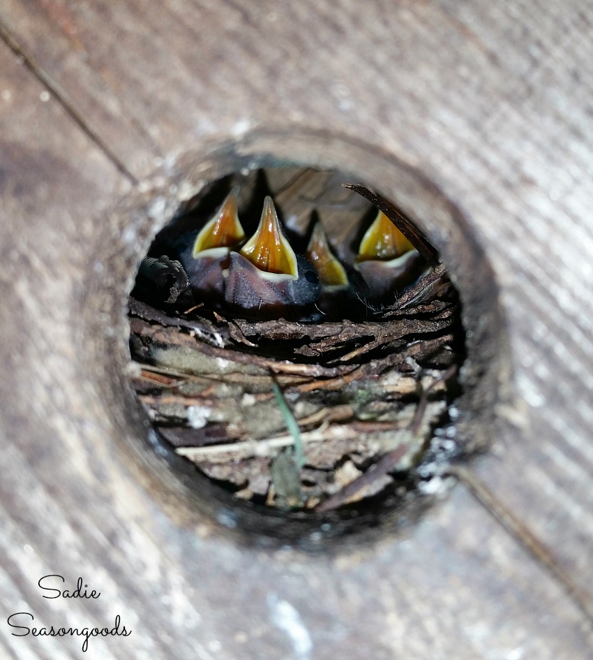 Baby Wrens in a birdhouse or bird house in Greenville SC