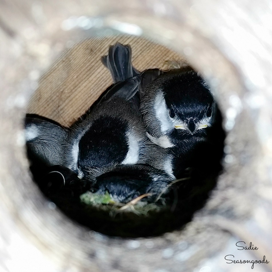 Chickadee nest in a bird house in Greenville SC