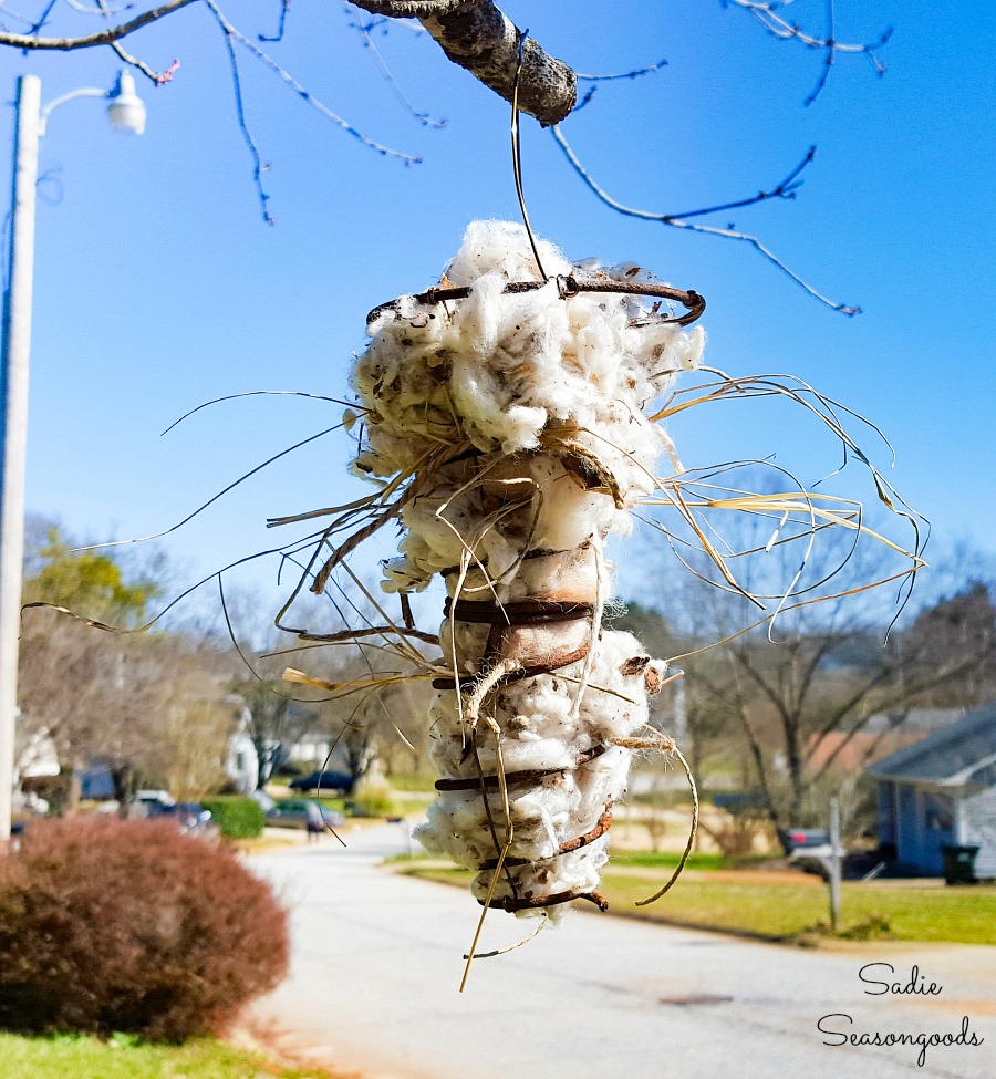 Repurposing the metal bed springs to hold the nesting material for South Carolina birds