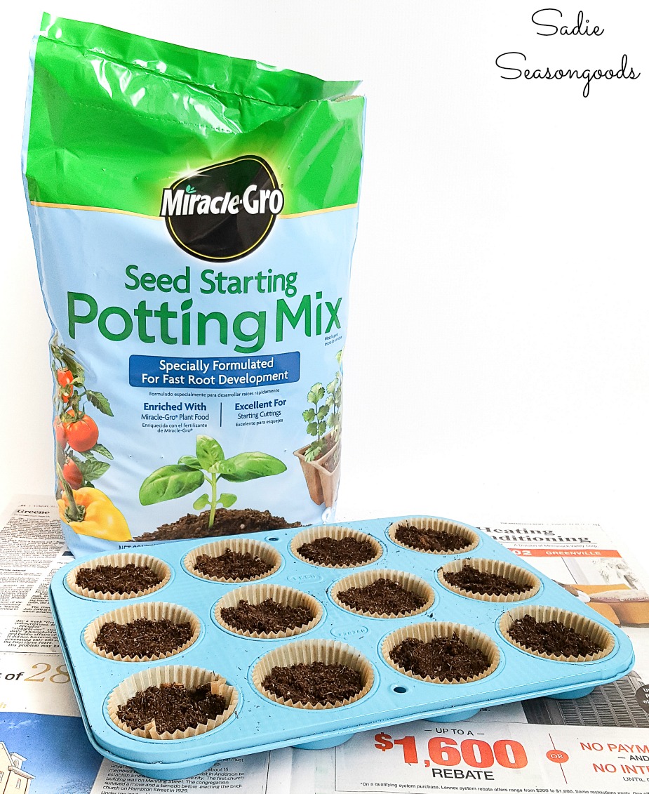 How to germinate seeds in a muffin tin as a seedling tray