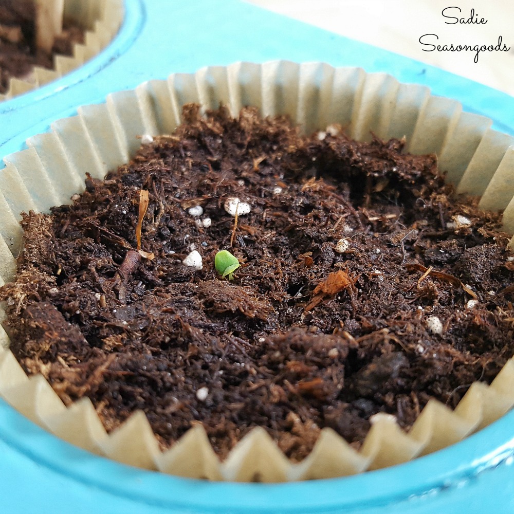 How to germinate seeds in a propagation tray that was a muffin pan