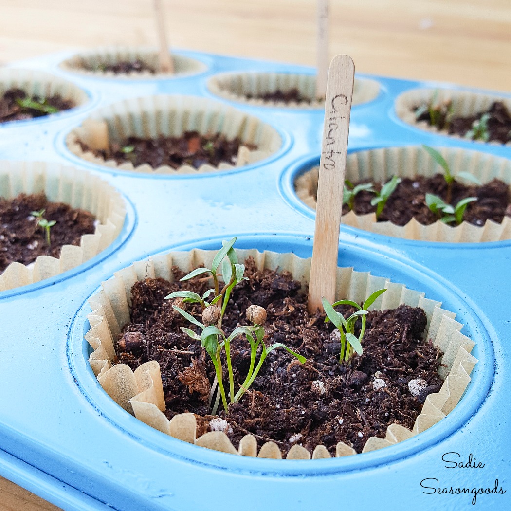 Propagation tray or seed pots by upcycling a muffin pan from the thrift store