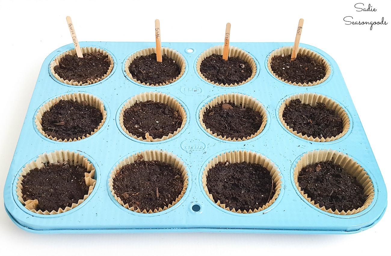 Seedling tray for kitchen herbs by repurposing a muffin tin