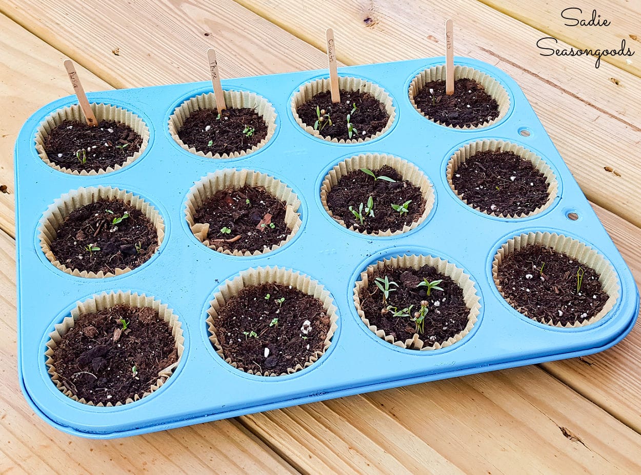 Plant starter trays with muffin tins