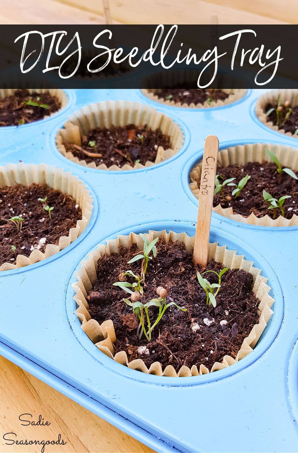 Plant starting tray in a baking pan