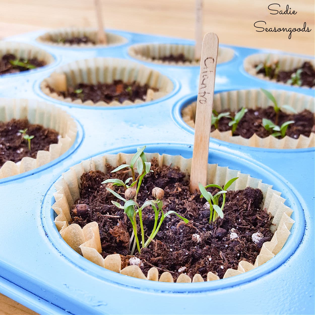 Plant Starting Tray or Seed Starting Tray with a Muffin Pan