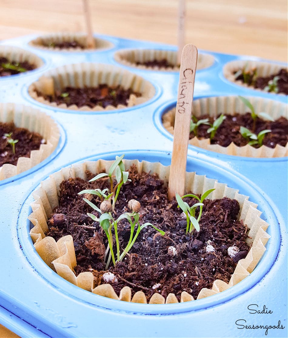 Plant Starting Tray or Seed Starting Tray with a Muffin Pan