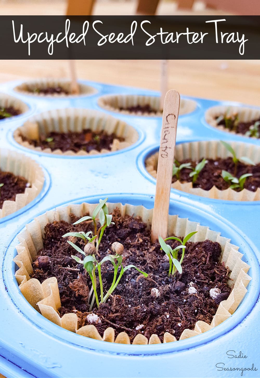 Plant Starting Tray or Seed Starting Tray with a Muffin Pan