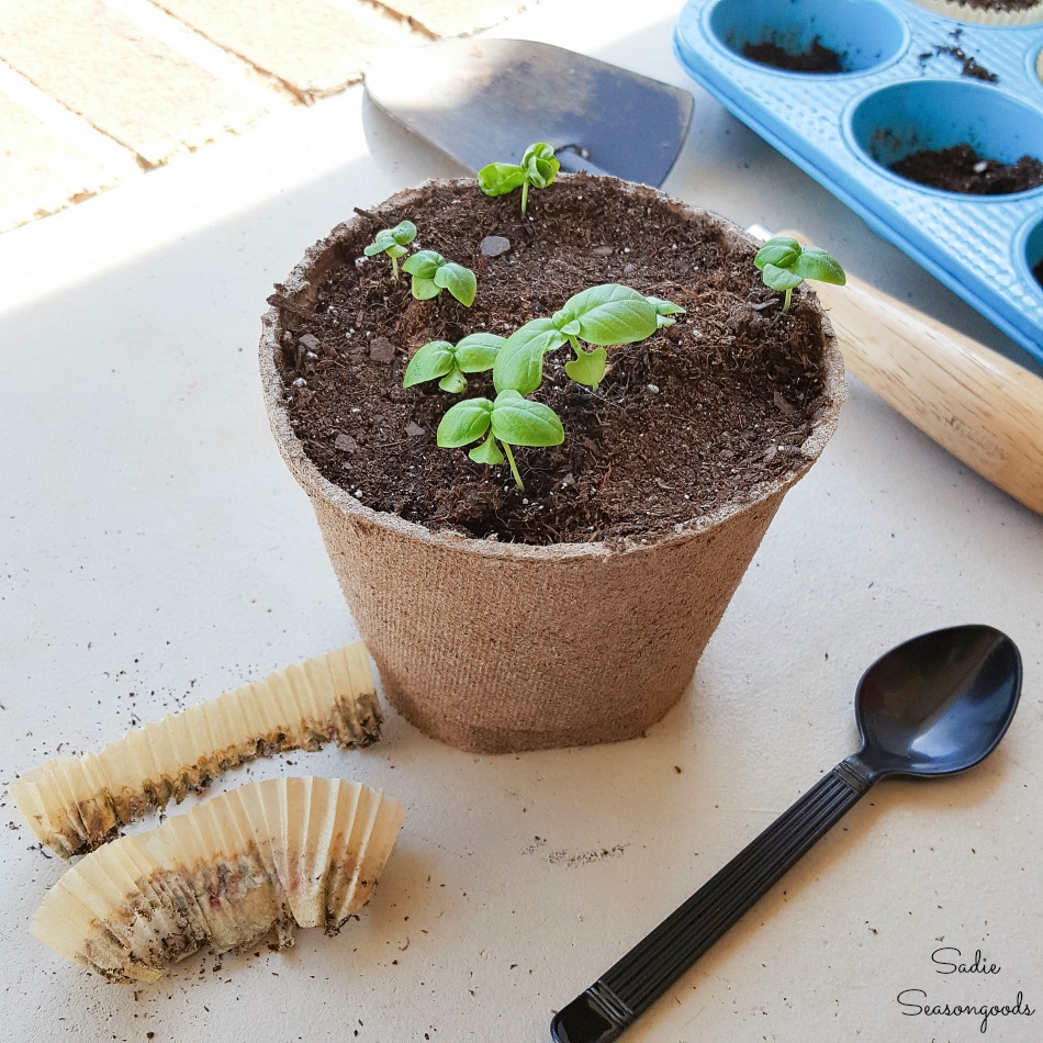 Growing herbs in pots on a standing shower caddy for a porch garden