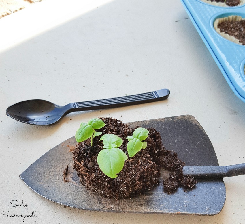 Transplanting the herb plants into pots for a porch garden