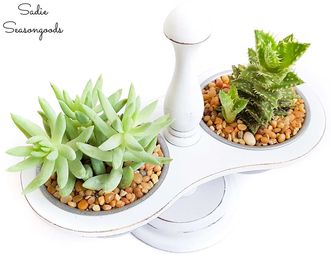 Mini succulents in a vintage condiment caddy