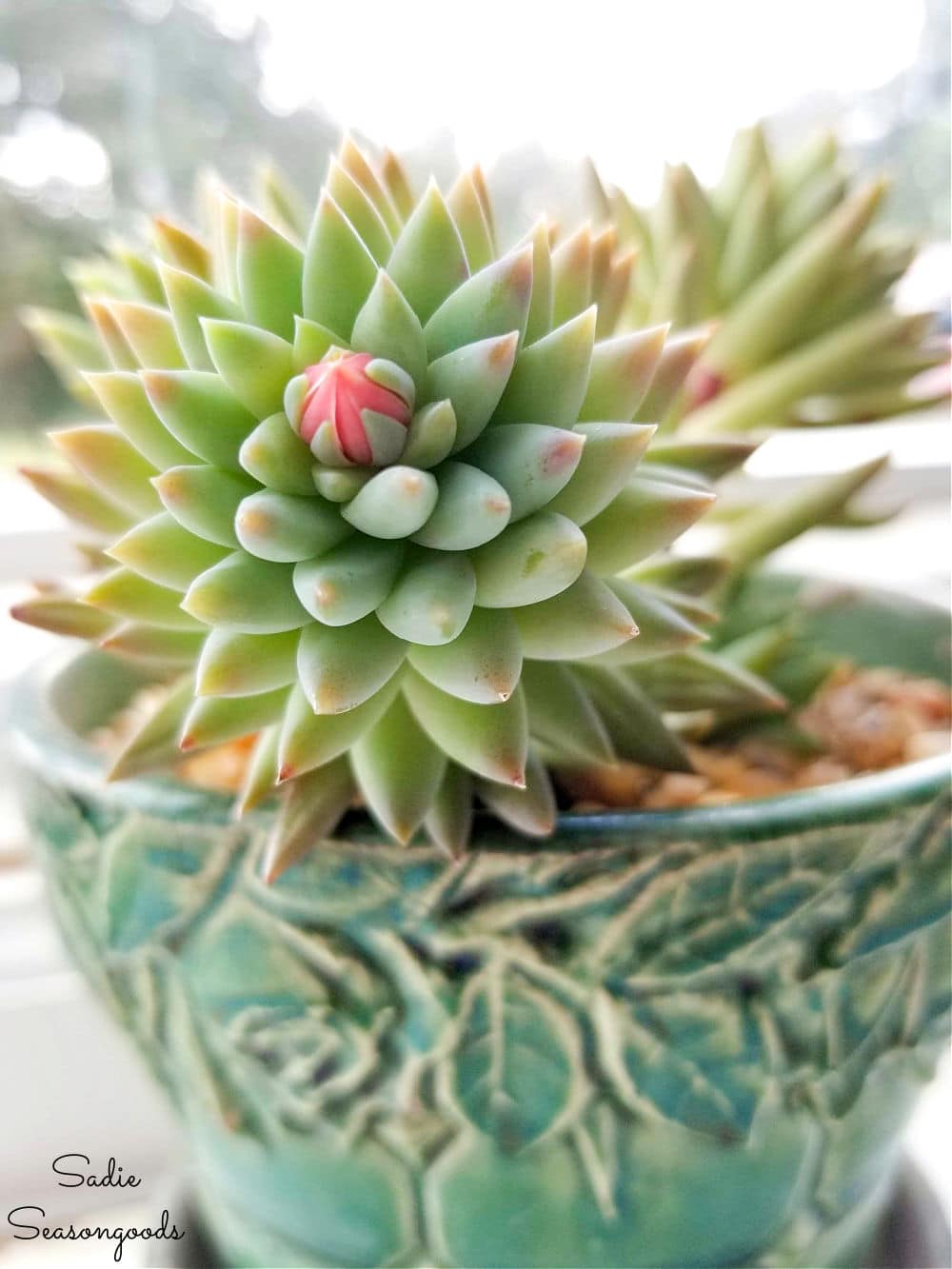 Succulent in a vintage McCoy planter