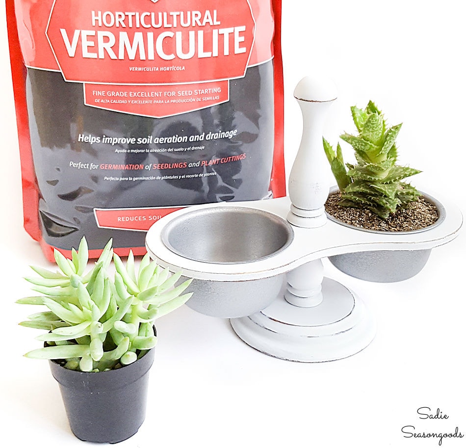 Succulents in vermiculite in a vintage condiment caddy