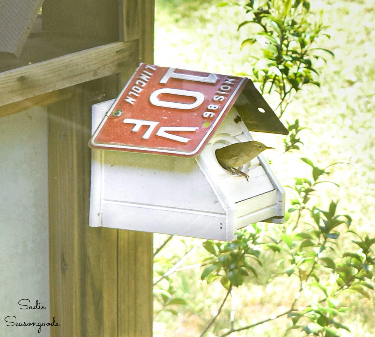 house wren in a birdhouse