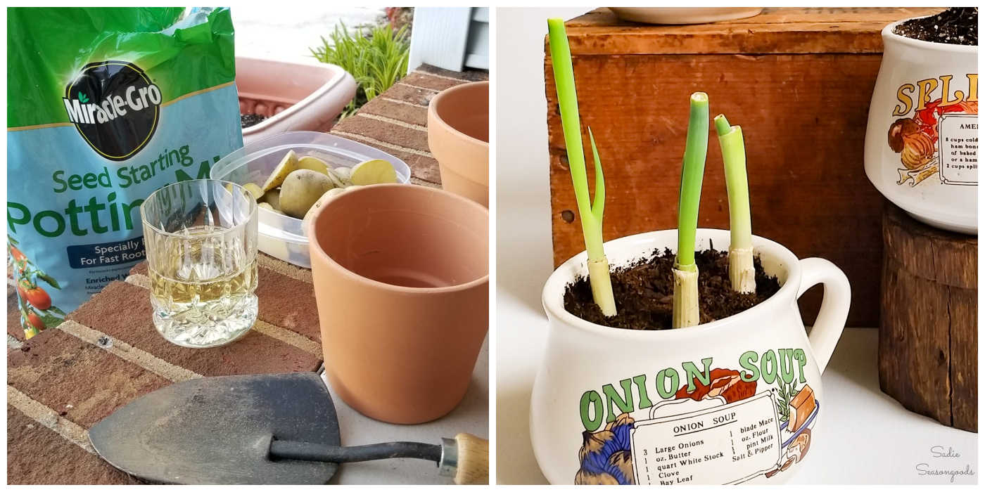 how to regrow vegetables