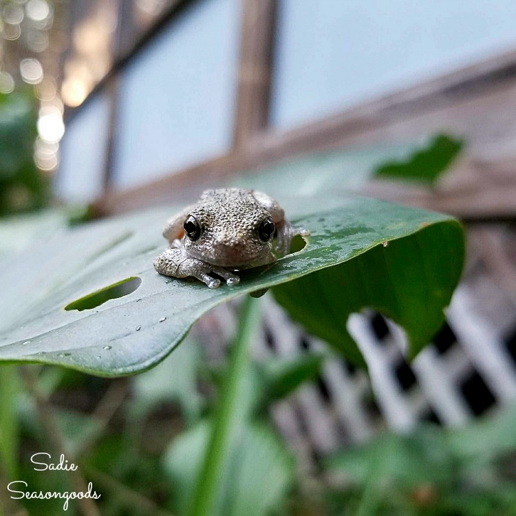 Backyard habitat and habitat garden with a frog on a hosta plant