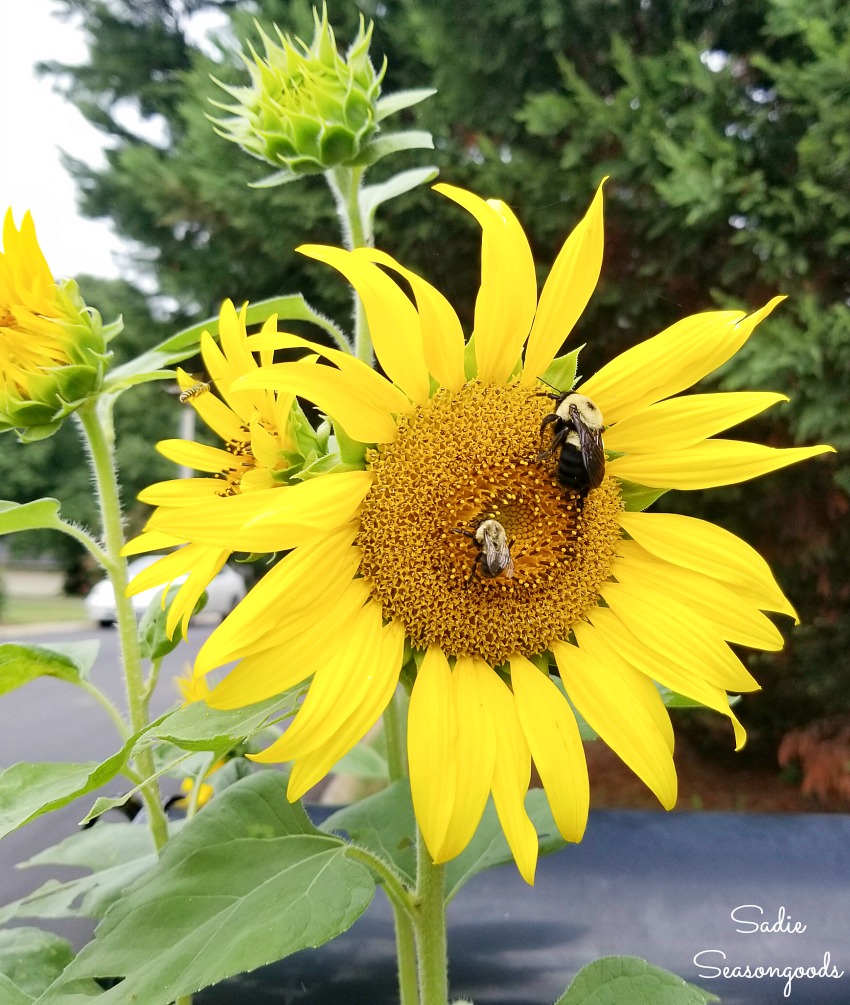 Bee habitat for pollinators with sunflowers in the yard