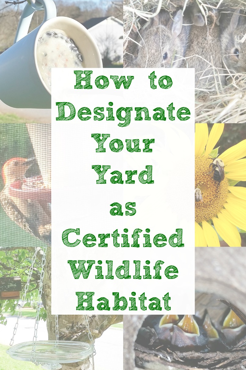 Bird habitat and certified backyard habitat with upcycling projects