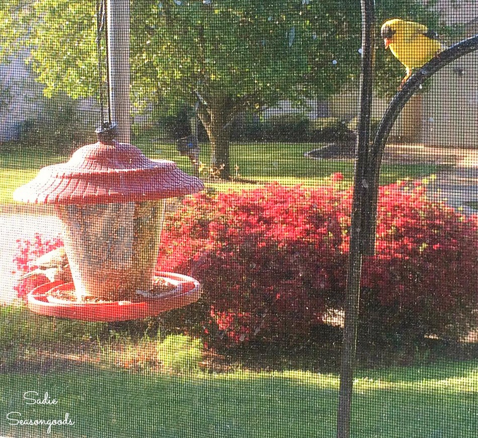 Bird habitat in the front yard with a Goldfinch and bird feeder