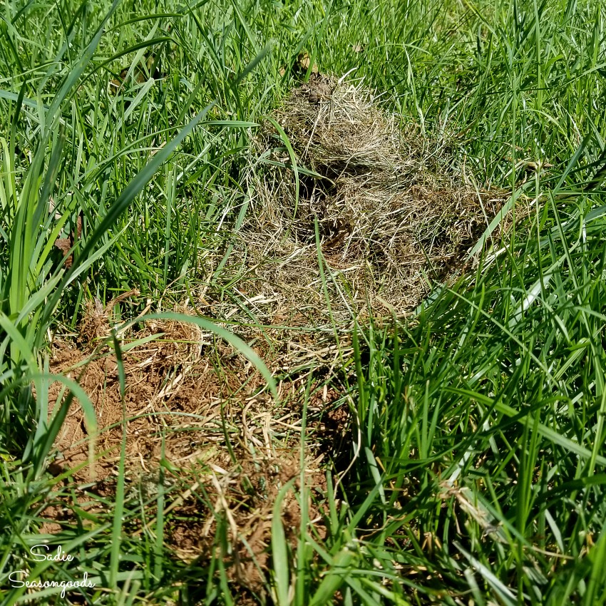 Bunny nest for the Eastern Cottontail as backyard habitat