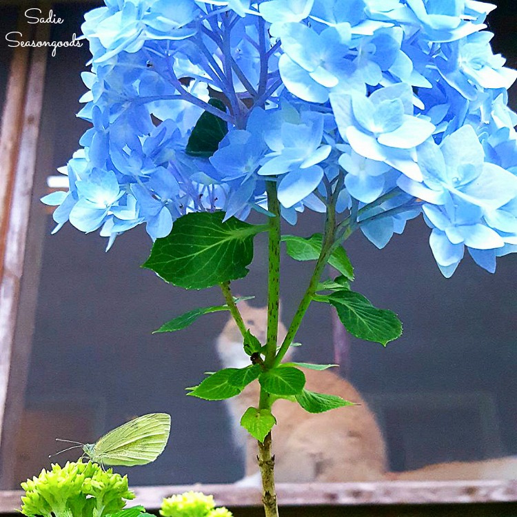 Cloudless sulphur on a blue hydrangea