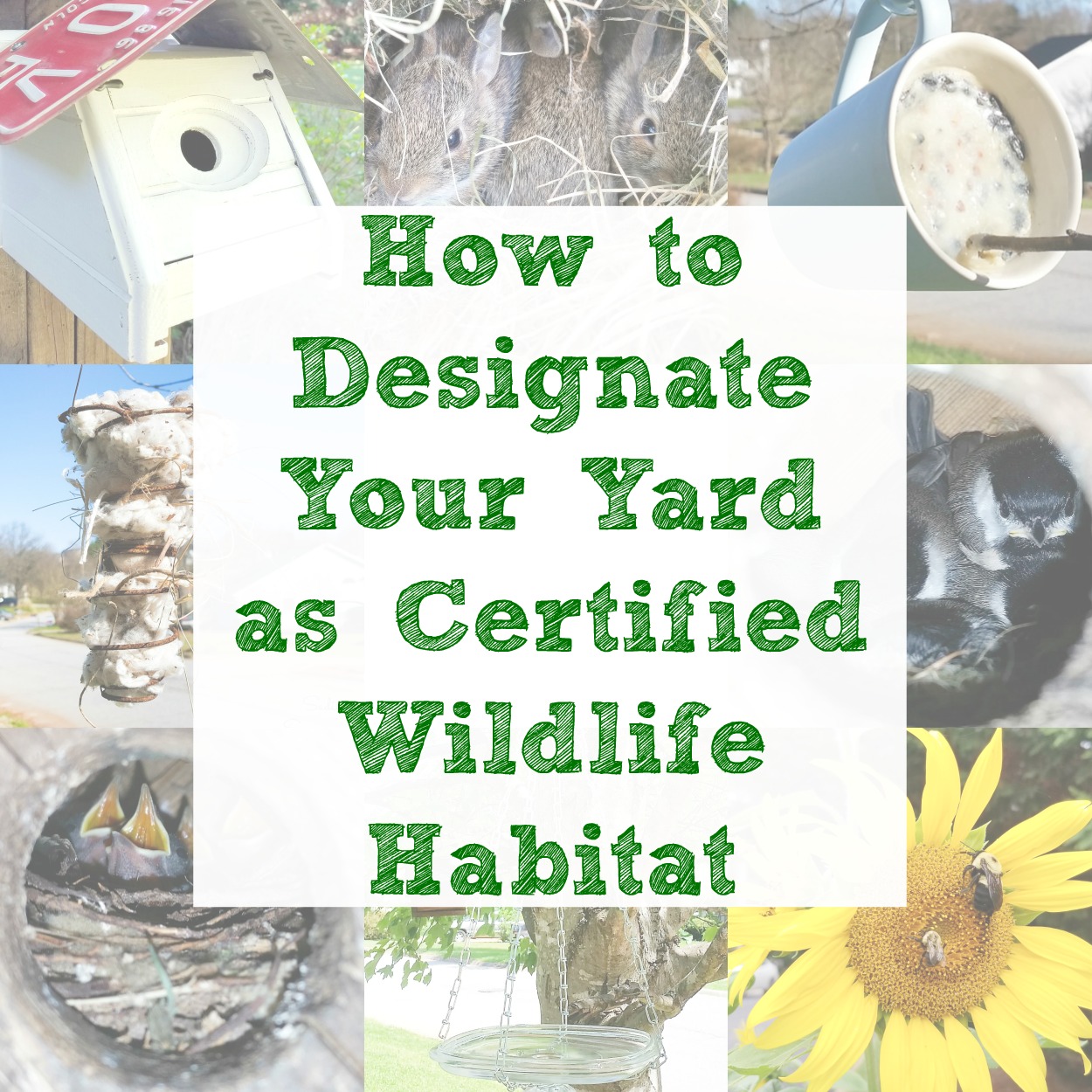 How to Designate Your Yard as Certified Wildlife Habitat