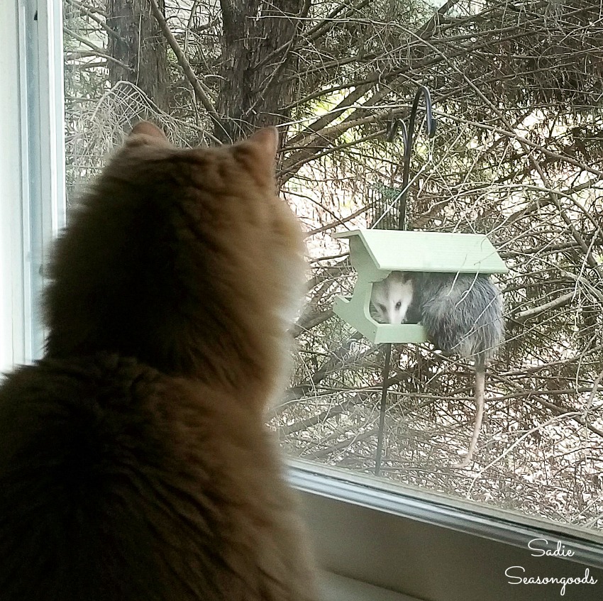 Opossum using a bird feeder in Certified Wildlife Habitat