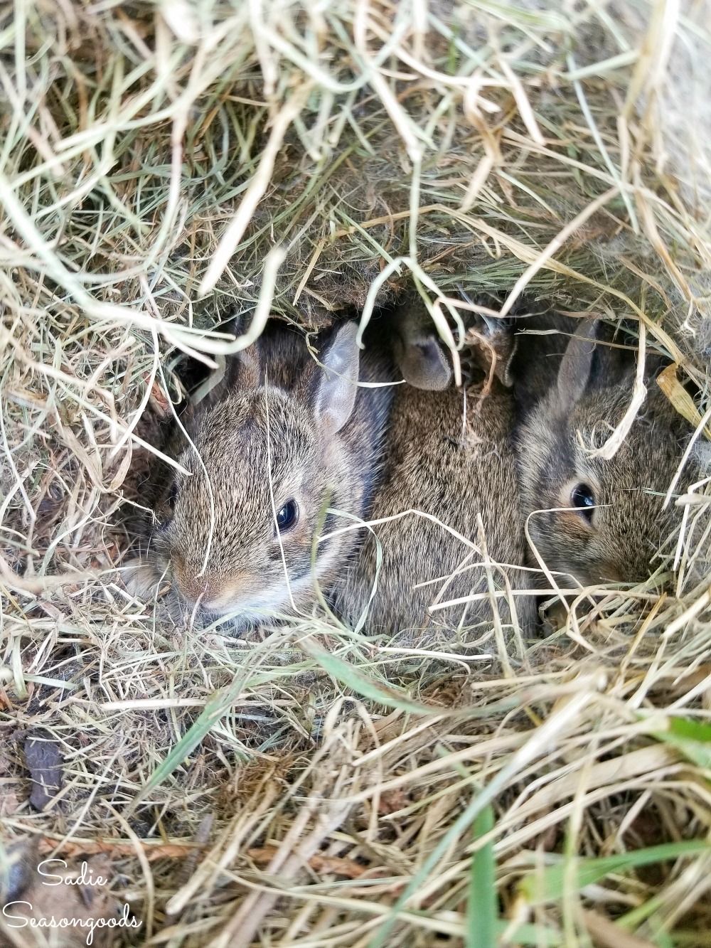 Places to Raise Young with a bunny nest as Certified Wildlife Habitat