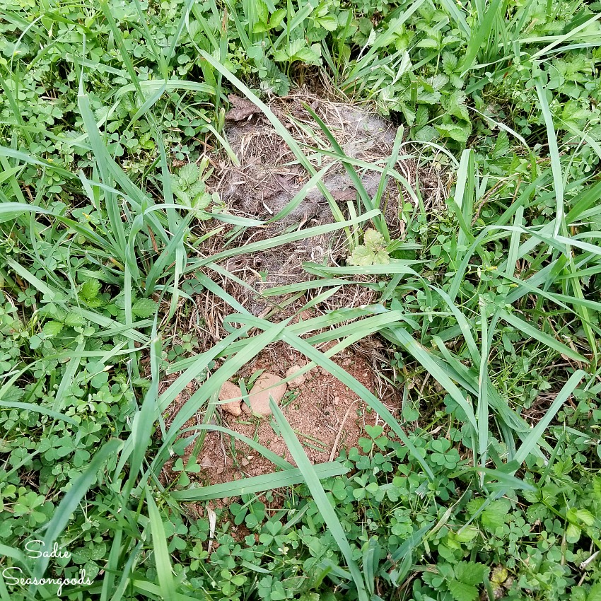 Rabbit nest for an Eastern Cottontail for Certified Wildlife Habitat