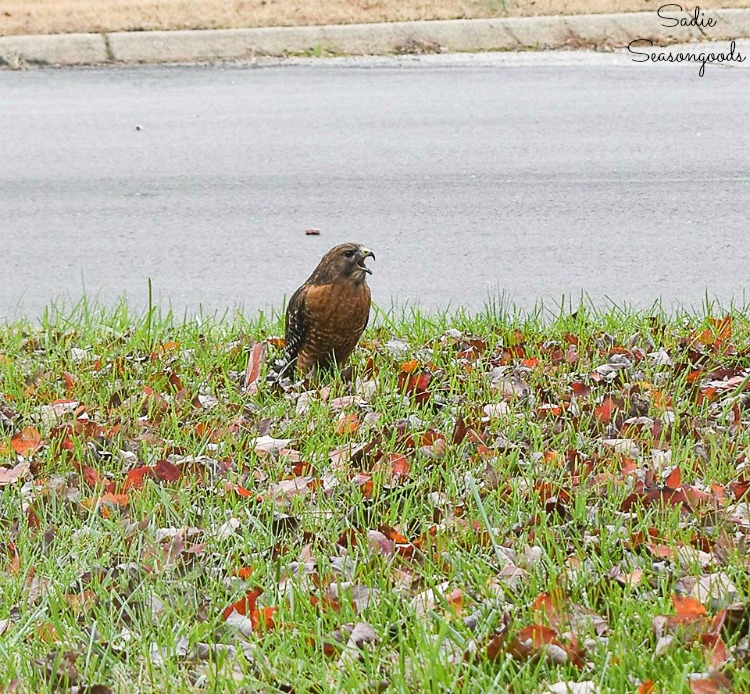 Red shouldered hawk in the front yard as bird habitat