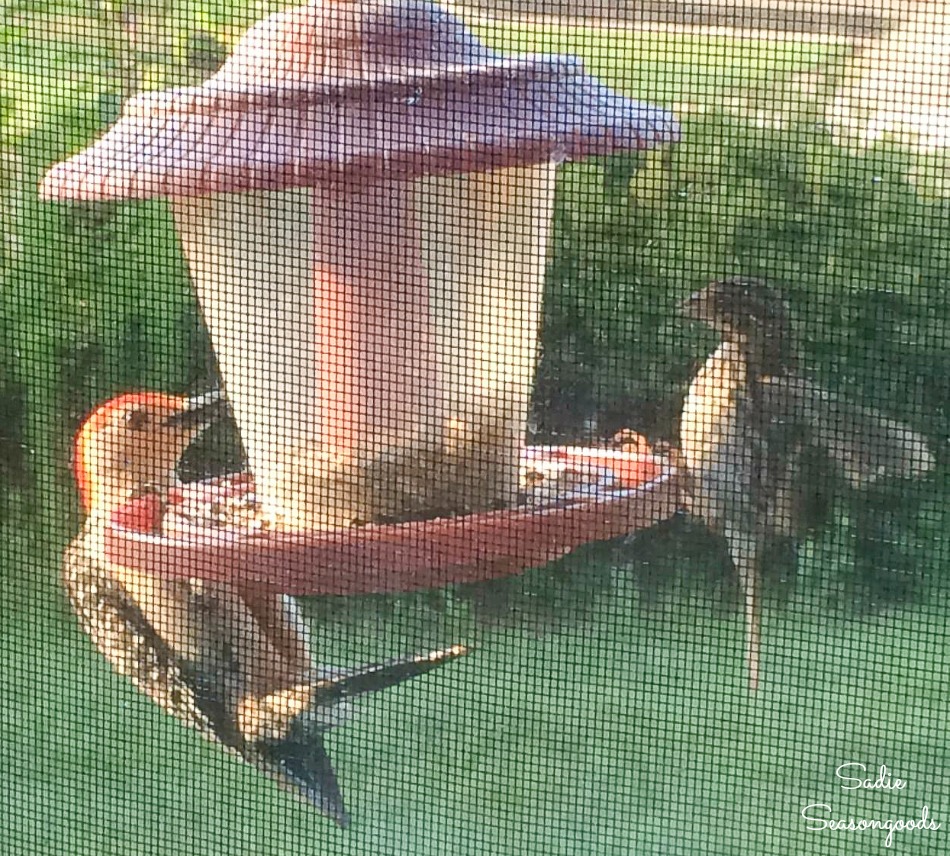 Woodpecker feeder as a source of food for Certified Wildlife Habitat