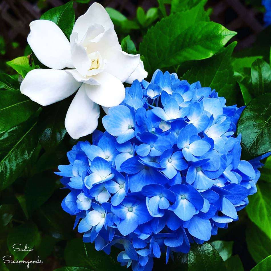 blue hydrangea