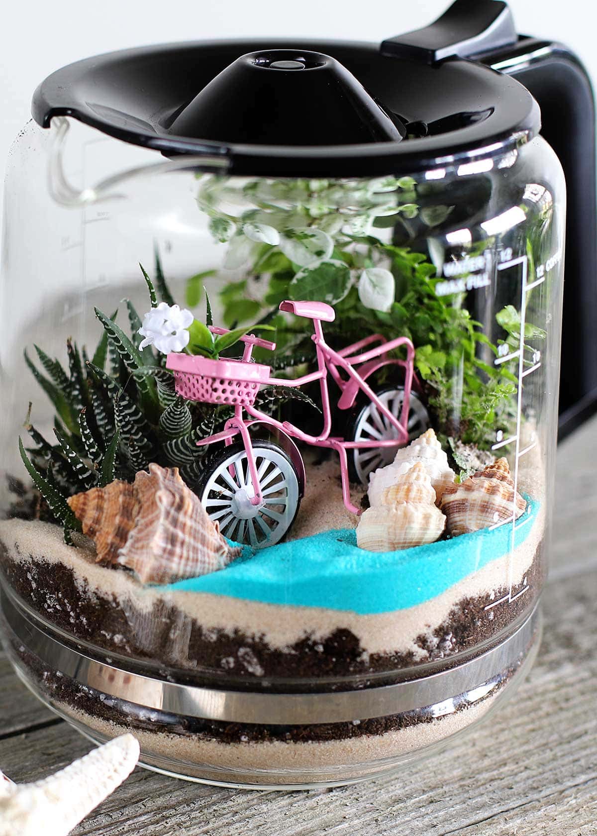 DIY terrarium in a glass coffee pot