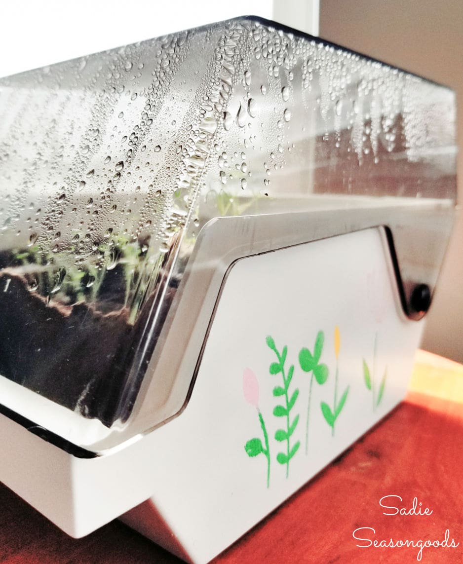 condensation in a tabletop greenhouse