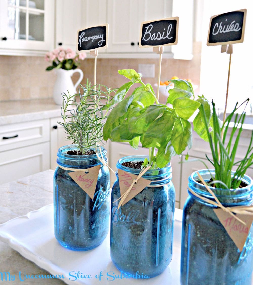 Kitchen herb plants in mason jars