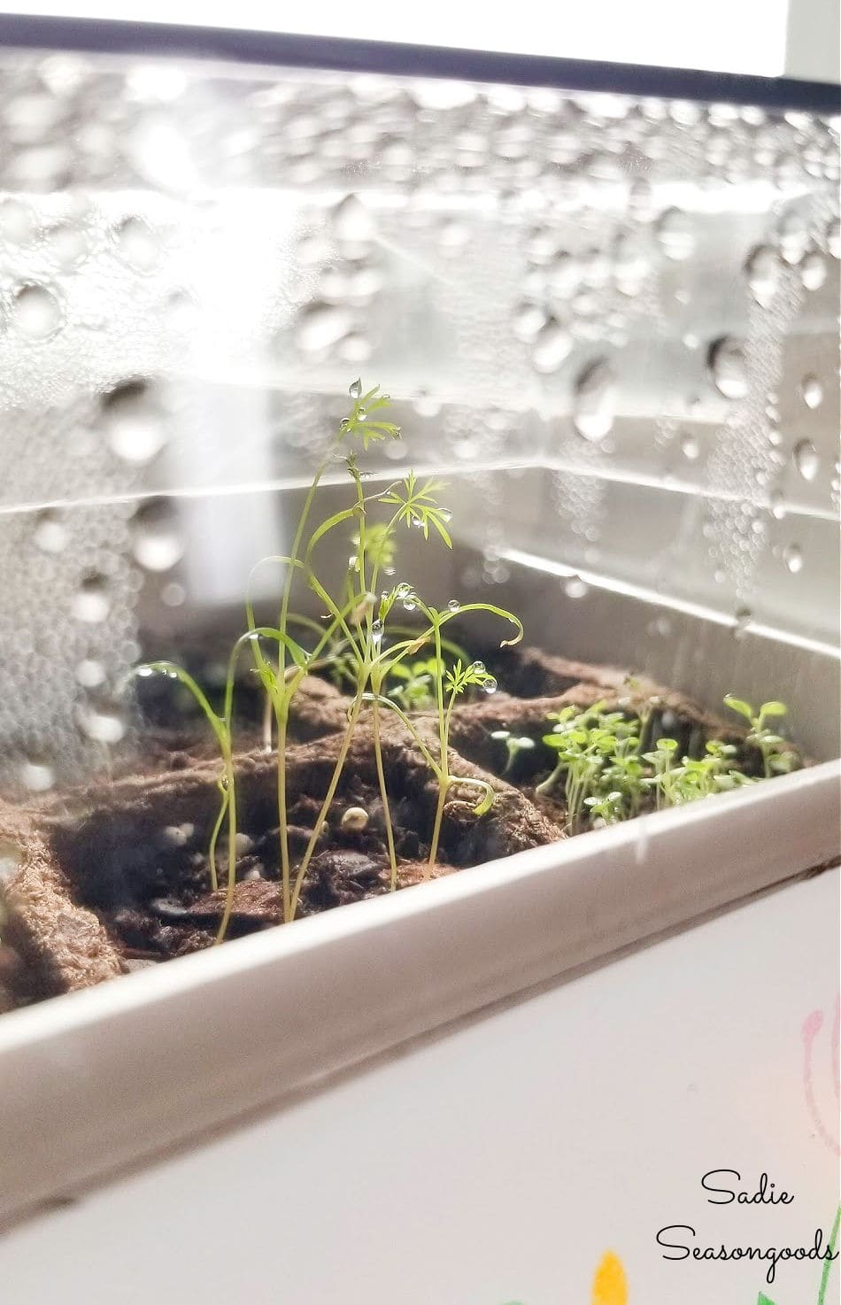 seedlings in an indoor greenhouse