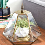 plant cloche from a geometric pendant light