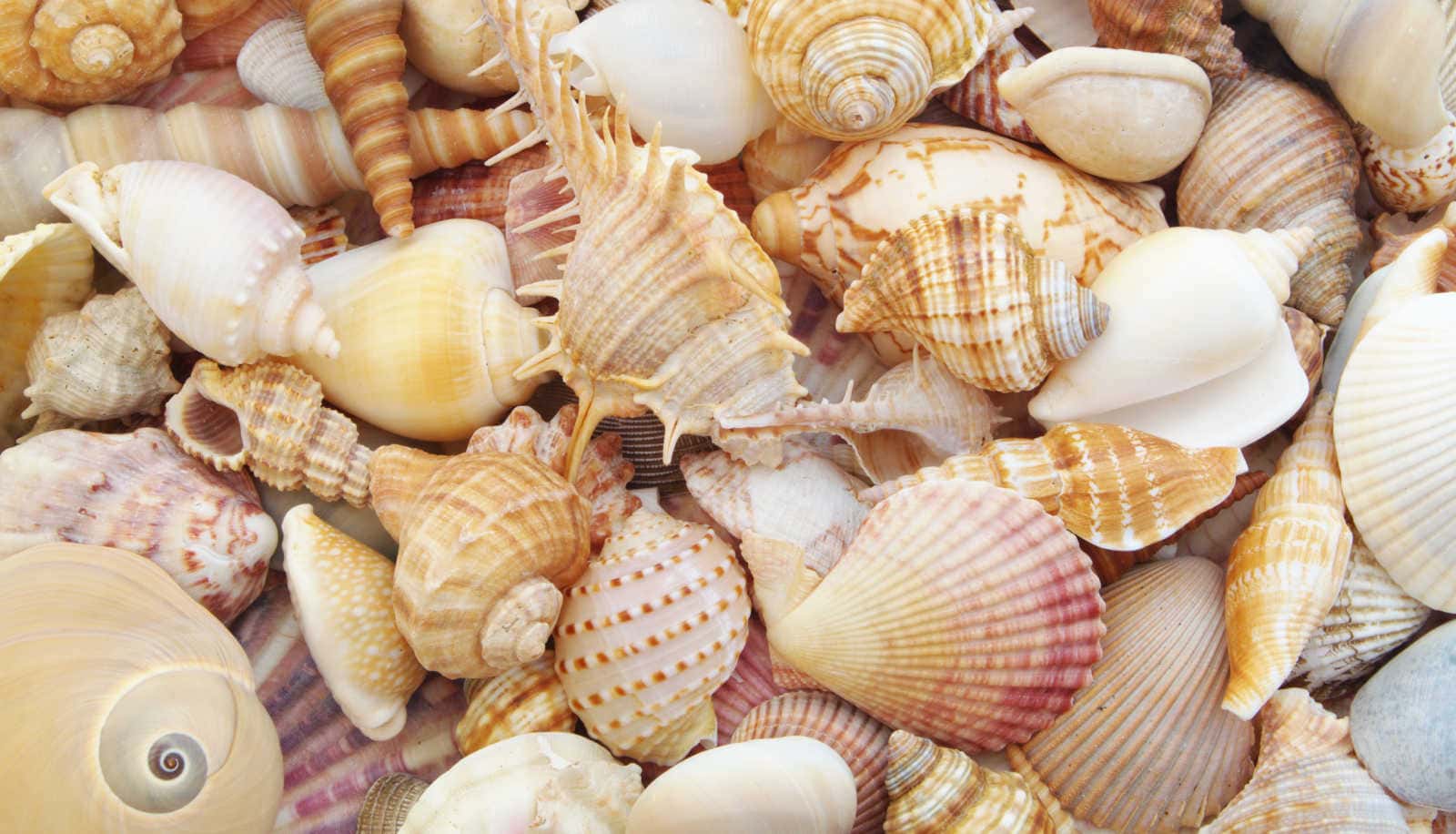 crafting with shells and beach treasures
