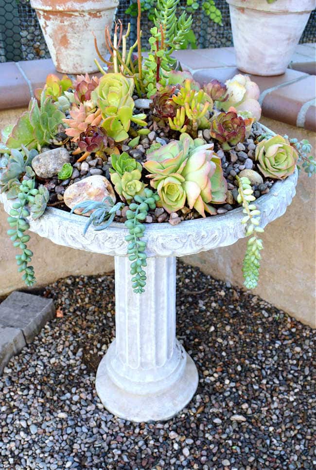 concrete bird bath as a succulent planter