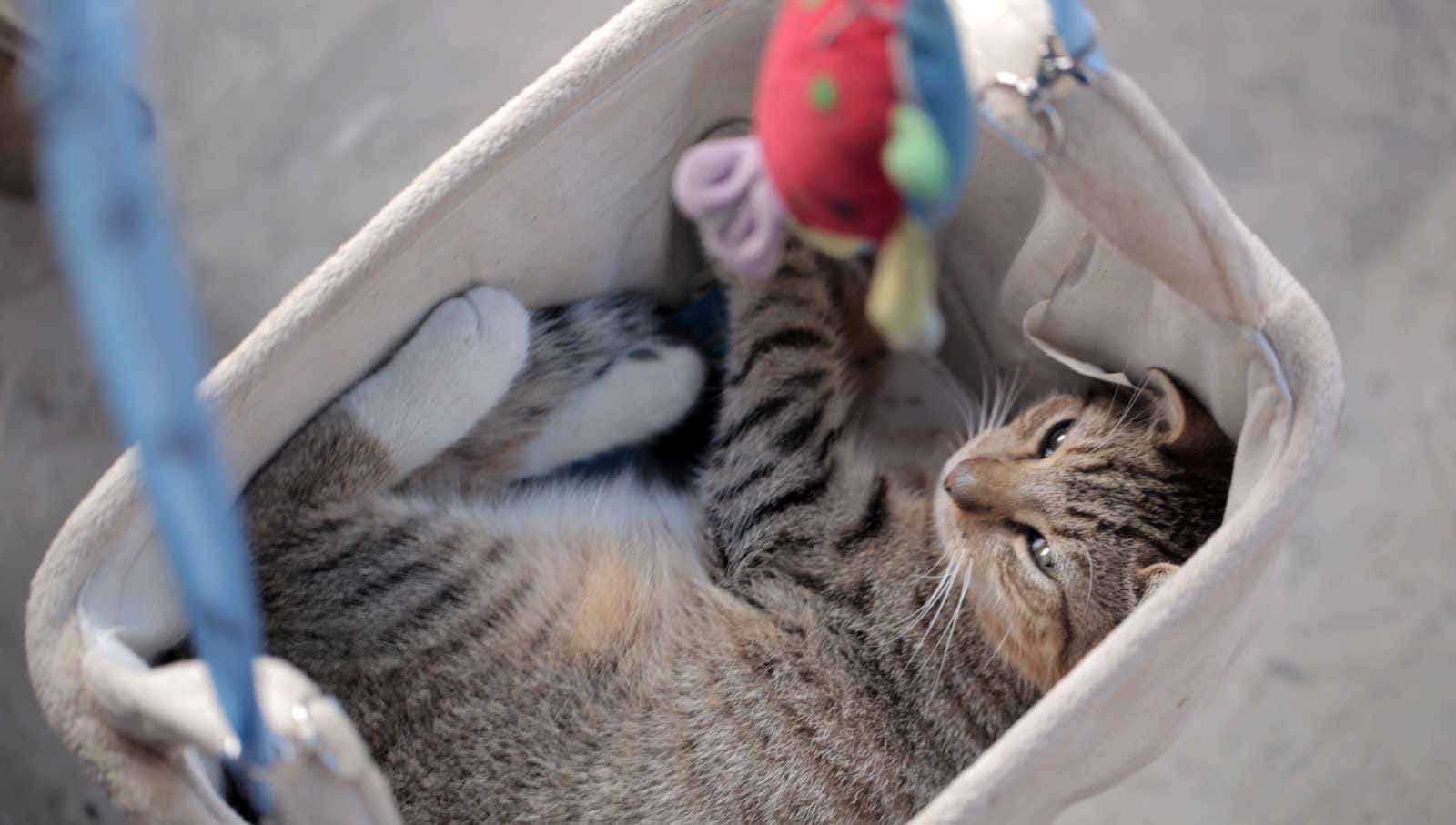 making projects for pets