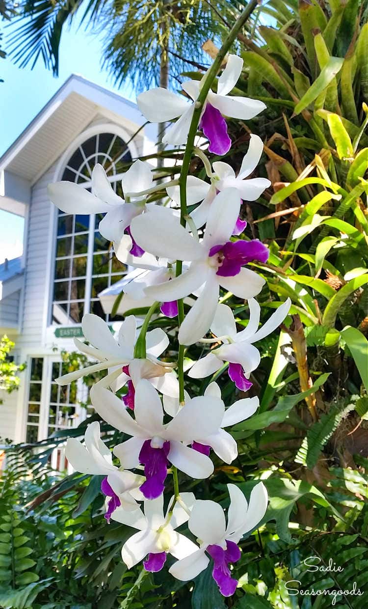 subtropical flowers in southwest florida