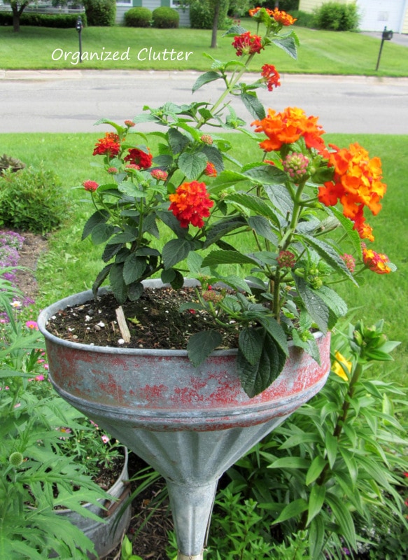 upcycled planter in an antique funnel
