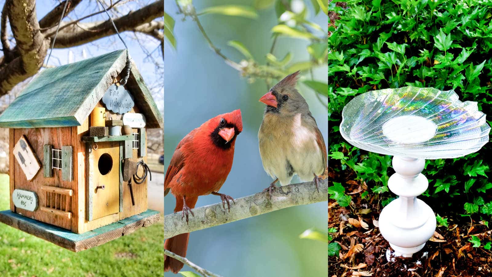 feeders and baths for backyard birds