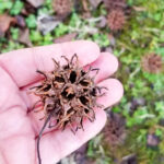 sweet gum tree ball for craft projects